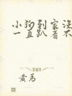 小狗到家没精神一直趴着不动