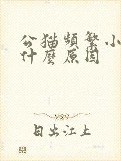 公猫频繁小便是什么原因