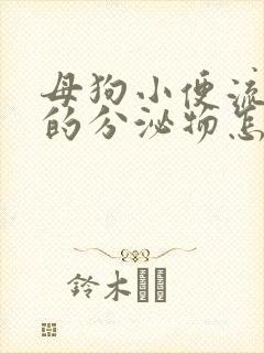 母狗小便流脓样的分泌物怎么回事?