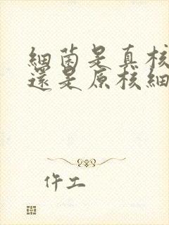 细菌是真核细胞还是原核细胞