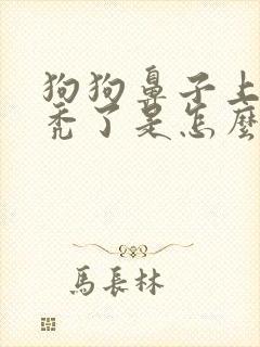 狗狗鼻子上的毛秃了是怎么回事