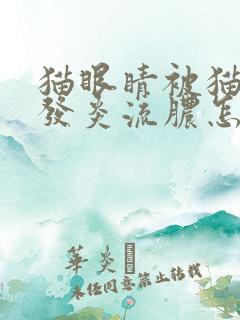 猫眼睛被猫抓伤发炎流脓怎么办