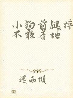 小狗前腿摔瘸了不敢着地