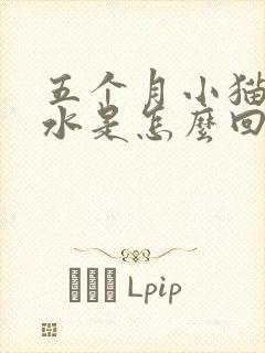 五个月小猫吐黄水是怎么回事?