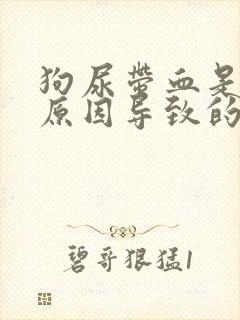 狗尿带血是什么原因导致的