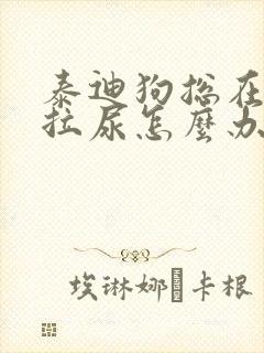 泰迪狗总在屋里拉尿怎么办