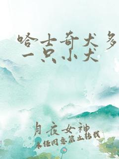 哈士奇犬多少钱一只小犬