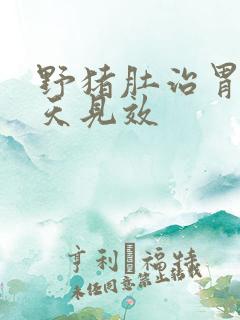 野猪肚治胃病几天见效