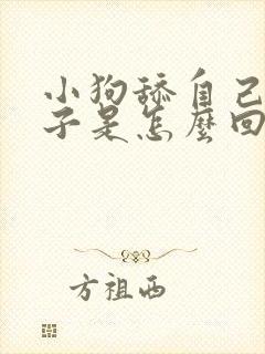 小狗舔自己的爪子是怎么回事