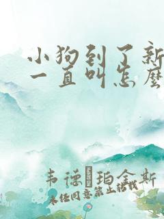 小狗到了新环境一直叫怎么办