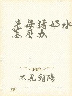 老母猪奶水不好怎么办