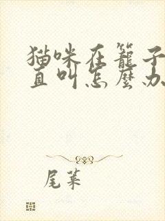 猫咪在笼子里一直叫怎么办