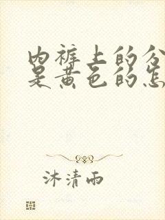 内裤上的分泌物是黄色的怎么回事