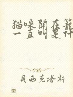 猫咪关在笼子里一直叫是什么原因