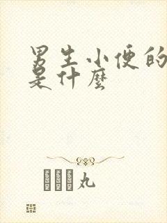 男生小便的部位是什么