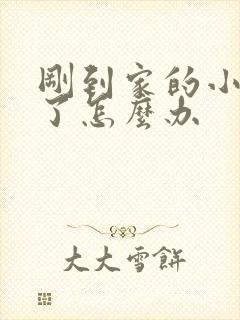 刚到家的小狗吐了怎么办