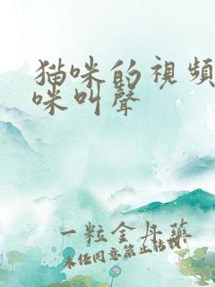 猫咪的视频小猫咪叫声