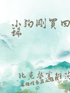 小狗刚买回来拉稀