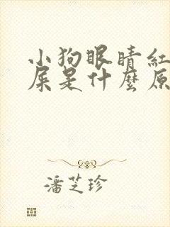 小狗眼睛红有眼屎是什么原因