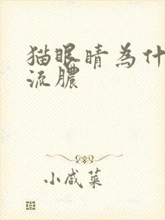 猫眼睛为什么会流脓