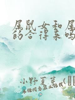 属鼠女和属龙男的合得来吗