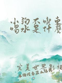 小狗不吃东西只喝水是什么病