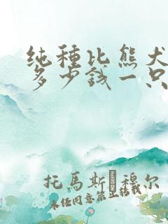 纯种比熊犬价格多少钱一只