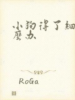 小狗得了细小怎么办