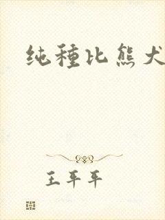 纯种比熊犬价格