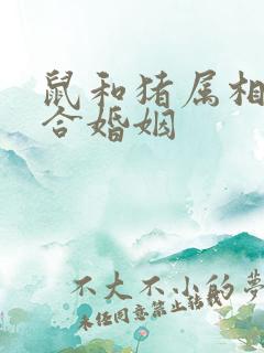 鼠和猪属相合不合婚姻