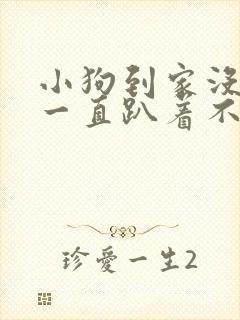 小狗到家没精神一直趴着不动