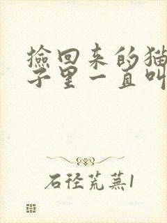 捡回来的猫关笼子里一直叫