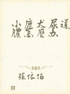 小鹿犬尿道口有脓怎么办