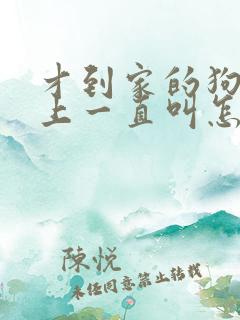 才到家的狗狗晚上一直叫怎么办