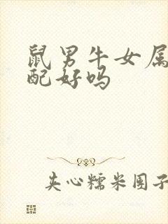 鼠男牛女属相婚配好吗