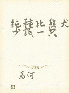 纯种比熊犬狗多少钱一只