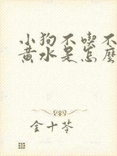 小狗不吃不喝吐黄水是怎么回事