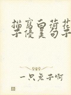 描写白荷花的样子优美句子