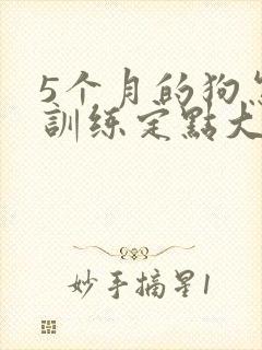 5个月的狗怎么训练定点大小便