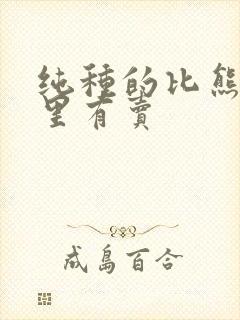 纯种的比熊犬哪里有卖