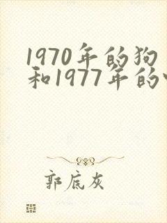1970年的狗和1977年的蛇婚配好不
