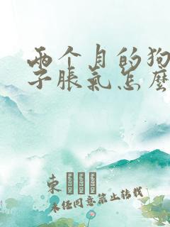 两个月的狗狗肚子胀气怎么办