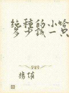 纯种的小哈士奇多少钱一只