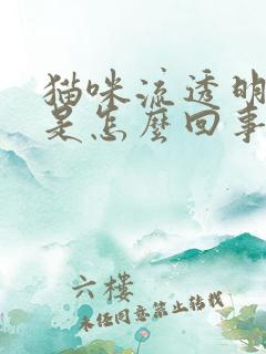 猫咪流透明口水是怎么回事