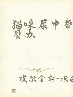 猫咪尿中带血怎么办