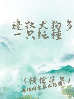 边牧犬狗多少钱一只纯种