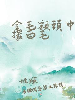 金毛额头中间一撮白毛