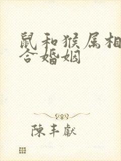 鼠和猴属相合不合婚姻