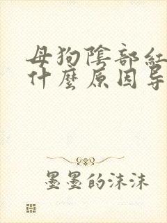 母狗阴部红肿是什么原因导致的呢