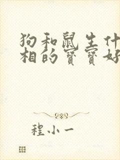 狗和鼠生什么属相的宝宝好